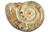 Jurassic Ammonite (Hemilytoceras) Fossil - Madagascar #349136-1